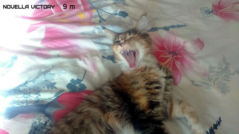 NOVELLA VICTORY, 9 месяцев