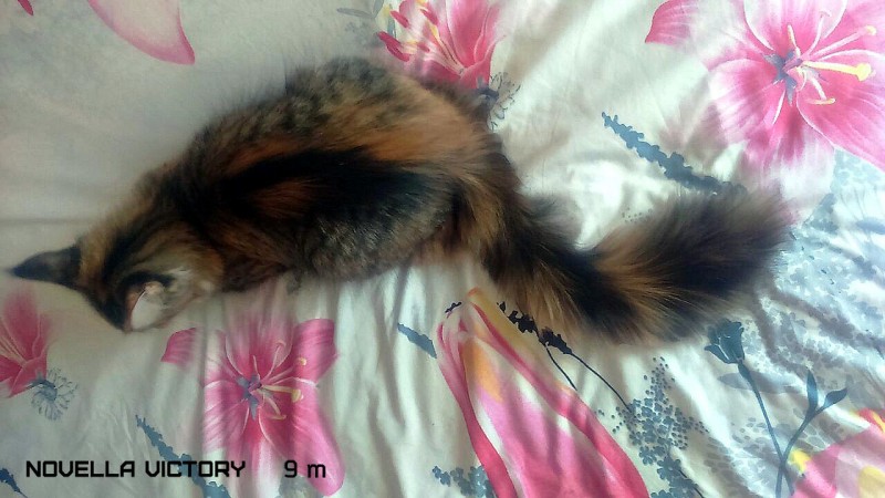 NOVELLA VICTORY, 9 месяцев