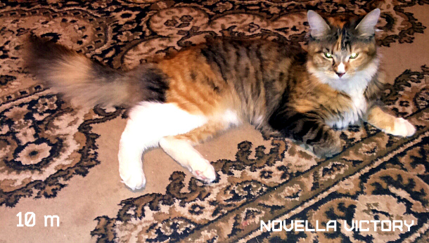 Novella Victory, 10 месяцев