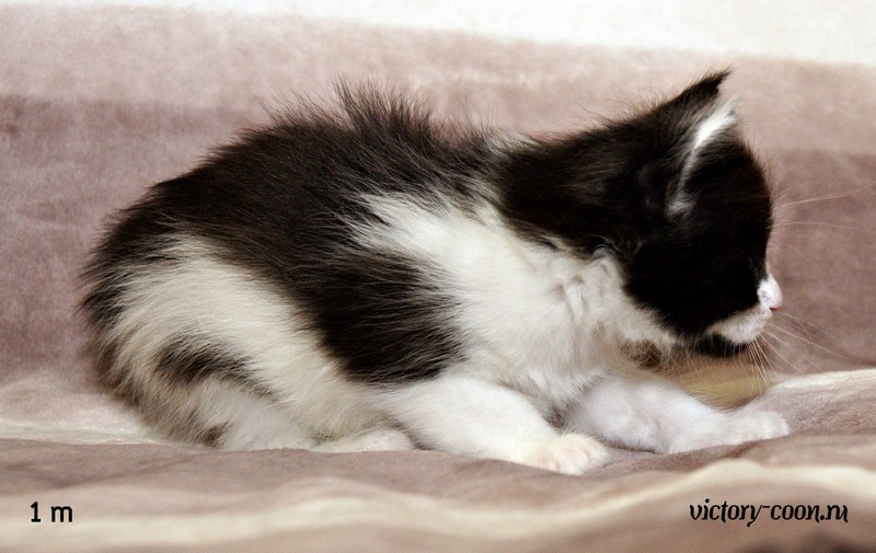 девочка, 1 месяц, VICTORY