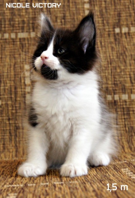 NICOLE VICTORY, 1,5 месяца
