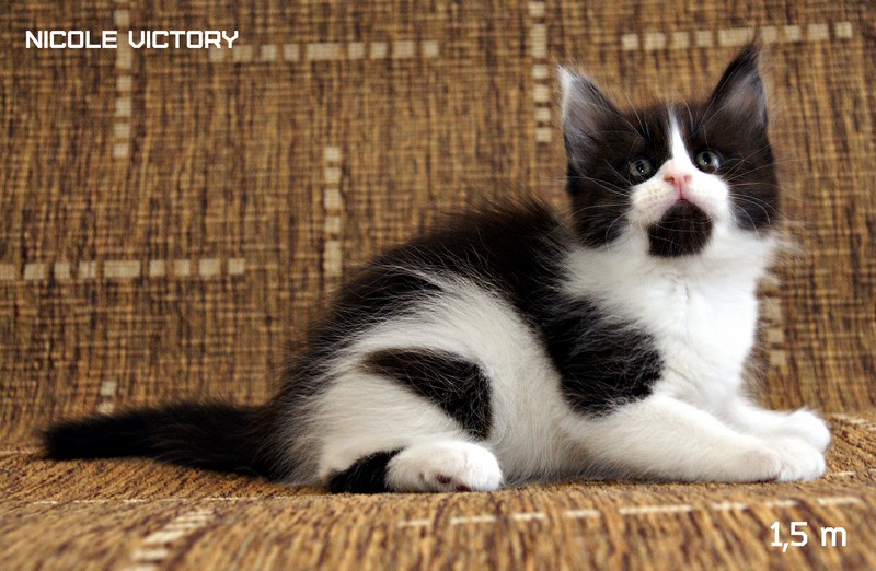 NICOLE VICTORY, 1,5 месяца