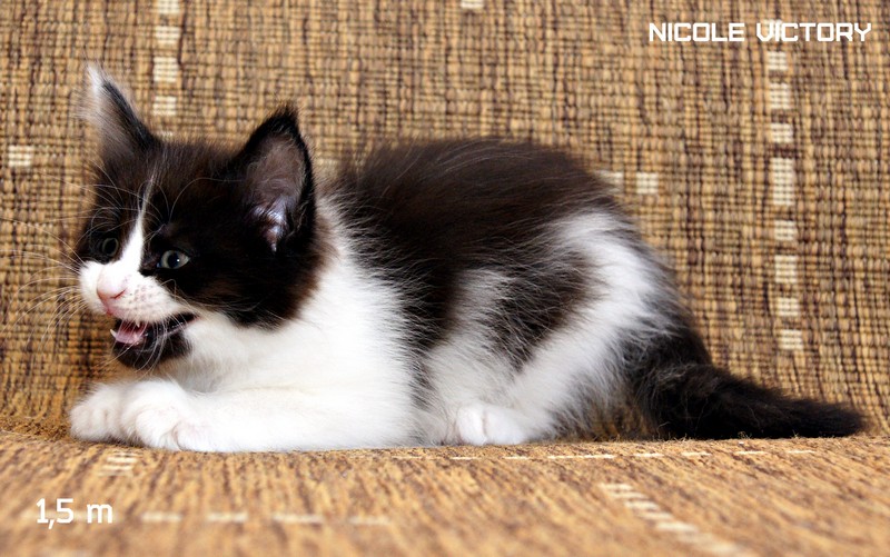 NICOLE VICTORY, 1,5 месяца