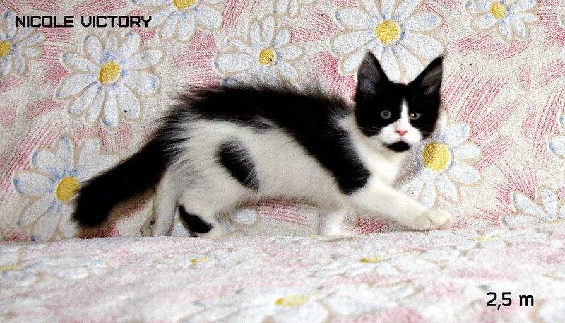 NICOLE VICTORY, 2,5 месяца