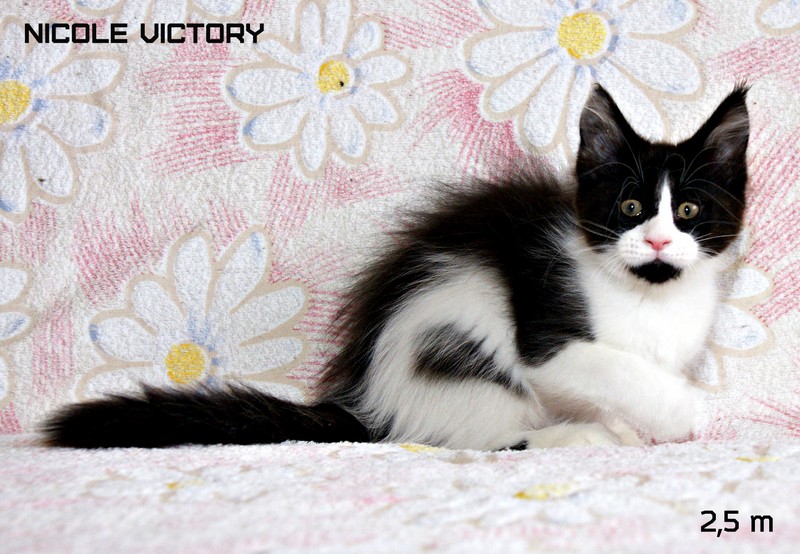NICOLE VICTORY, 2,5 месяца