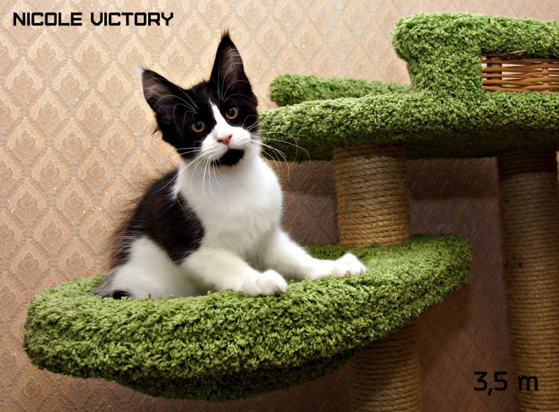 NICOLE VICTORY, 3,5 месяца