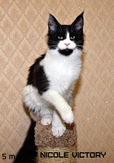 NICOLE VICTORY, 5 месяцев