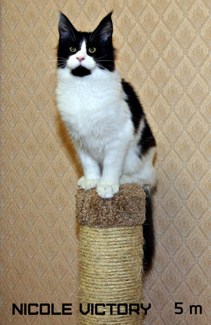 NICOLE VICTORY, 5 месяцев