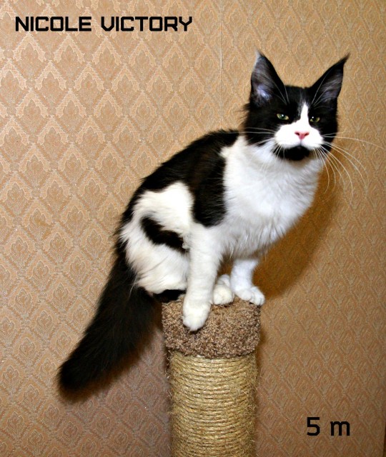 NICOLE VICTORY, 5 месяцев