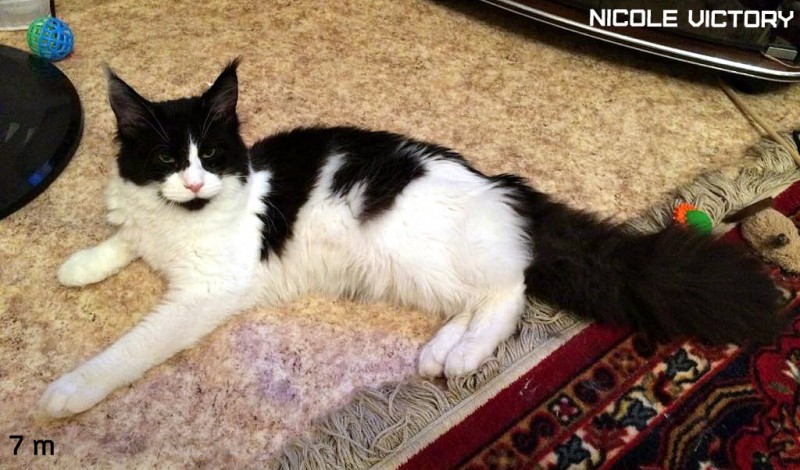 NICOLE VICTORY, 7 месяцев
