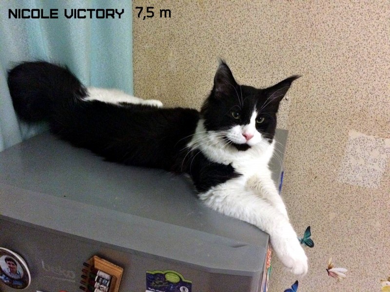 NICOLE VICTORY, 7,5 месяцев