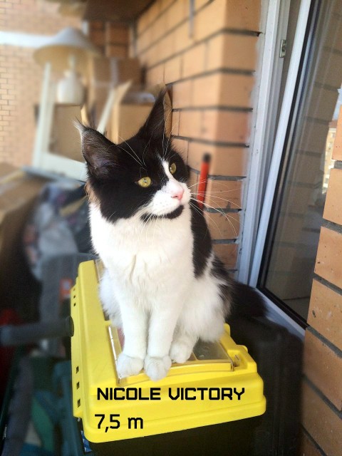 NICOLE VICTORY, 7,5 месяцев