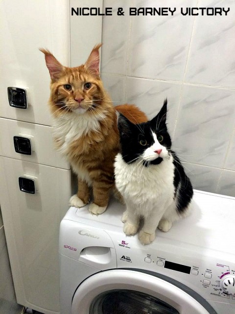 NICOLE & BARNEY VICTORY, 7,5 месяцев, 1 год 2 месяца