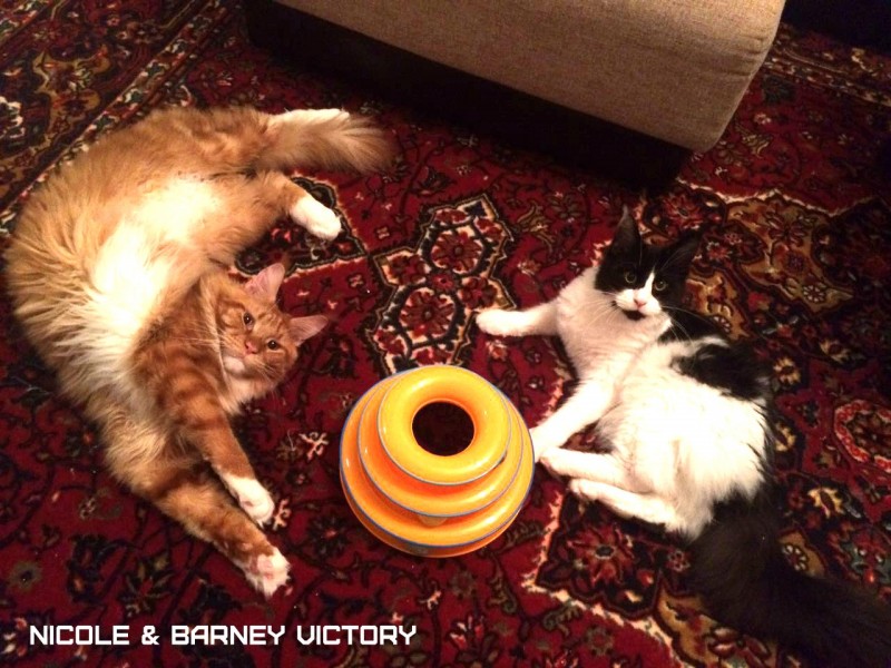 NICOLE & BARNEY VICTORY, 7,5 месяцев, 1 год 2 месяца