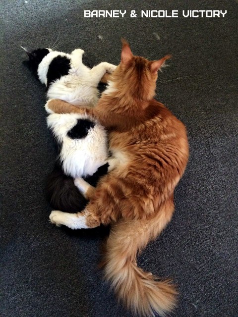 Barney and NICOLE VICTORY