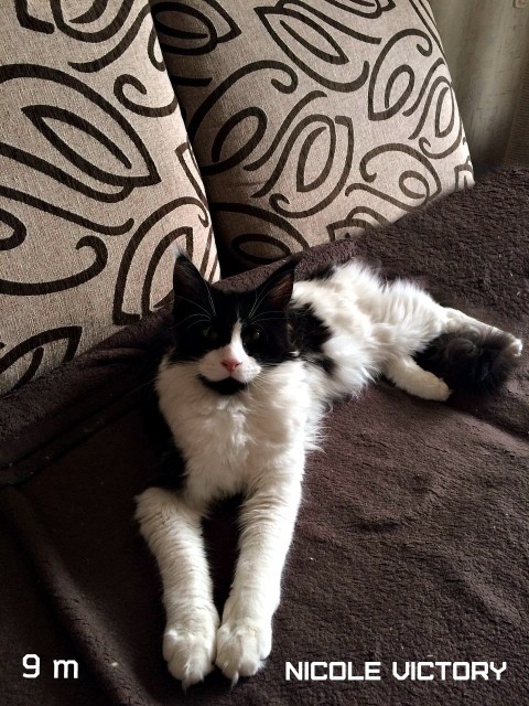 NICOLE VICTORY, 9 месяцев