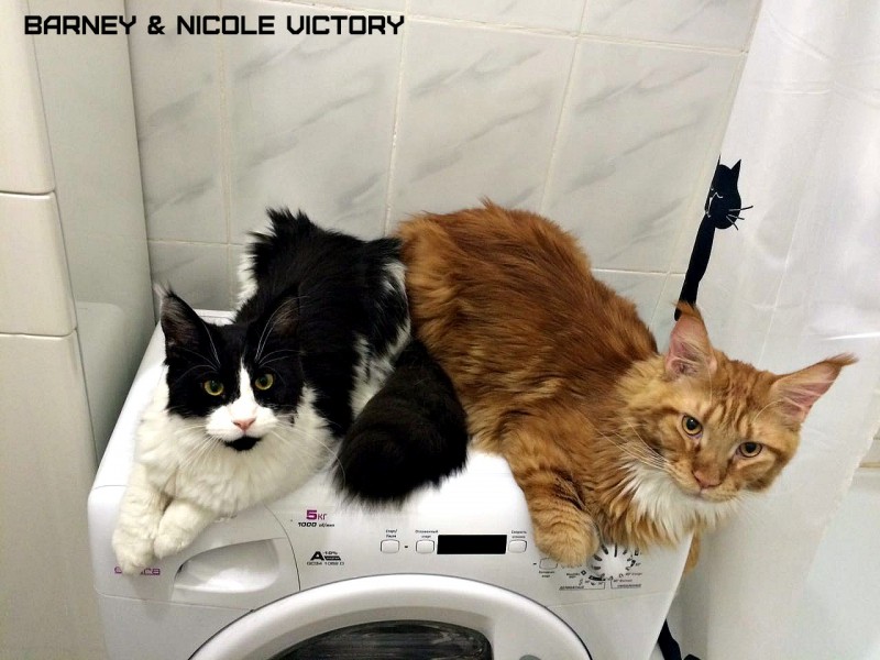 Barney and NICOLE VICTORY