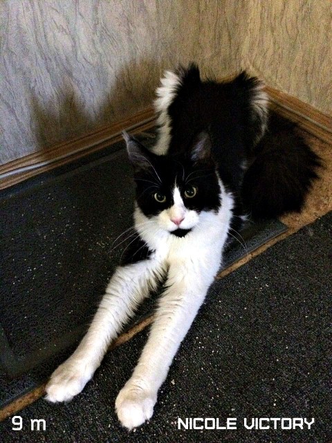NICOLE VICTORY, 9 месяцев
