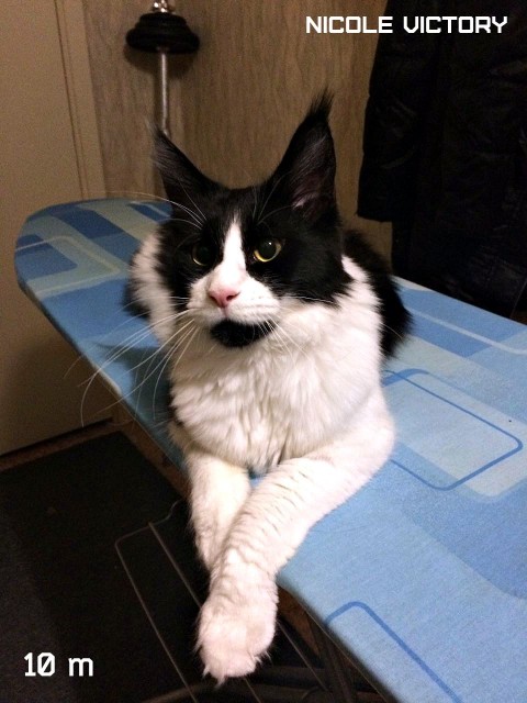 NICOLE VICTORY, 10 месяцев