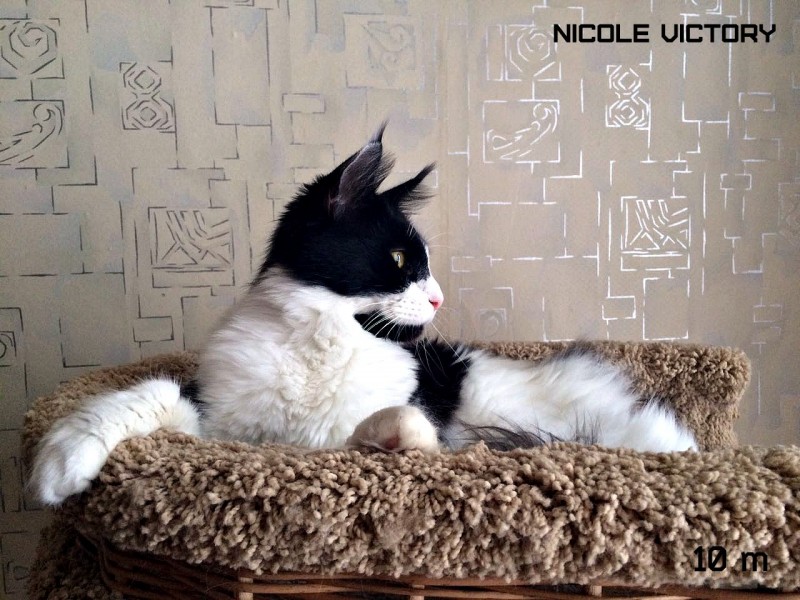 NICOLE VICTORY, 10 месяцев