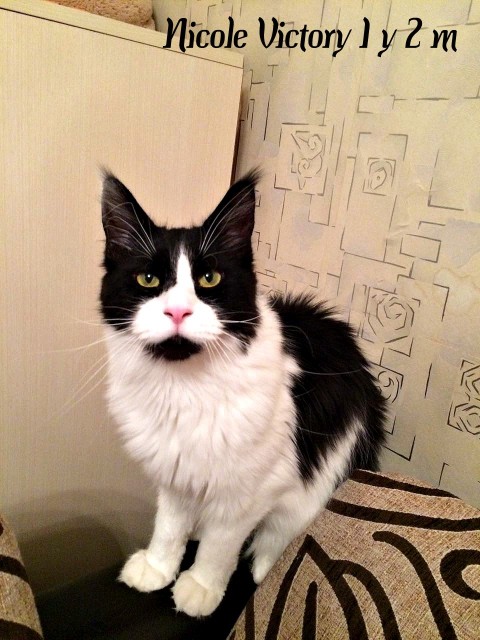 NICOLE VICTORY, 1 год 2 месяца