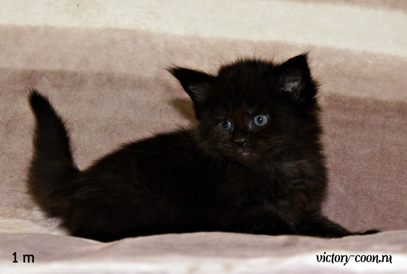 девочка, 1 месяц, VICTORY