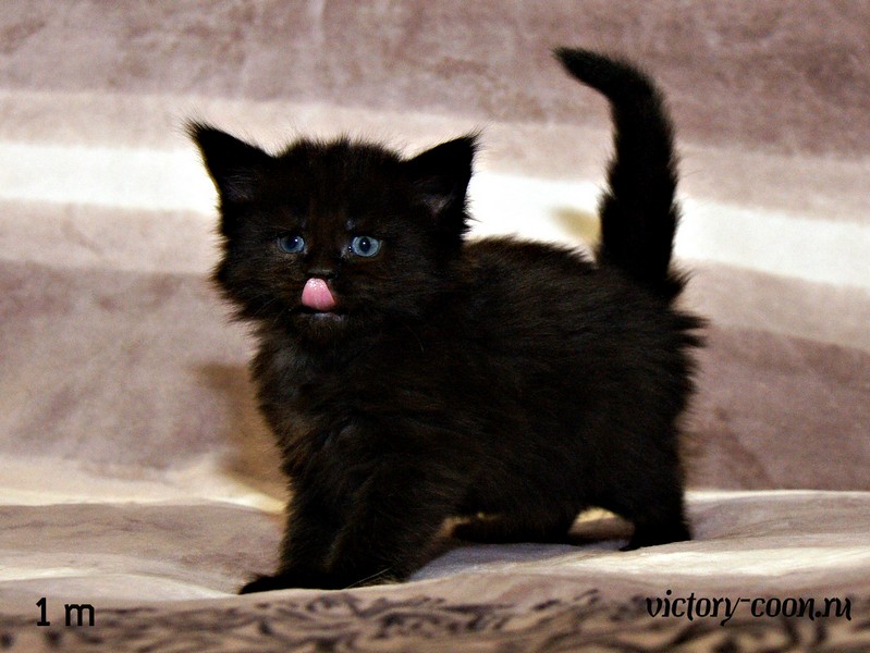 девочка, 1 месяц, VICTORY