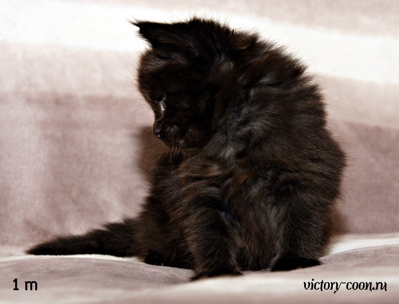 девочка, 1 месяц, VICTORY