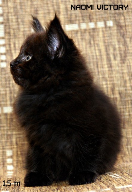 NAOMI VICTORY, 1,5 месяца