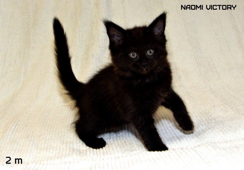 NAOMI VICTORY, 2 месяца