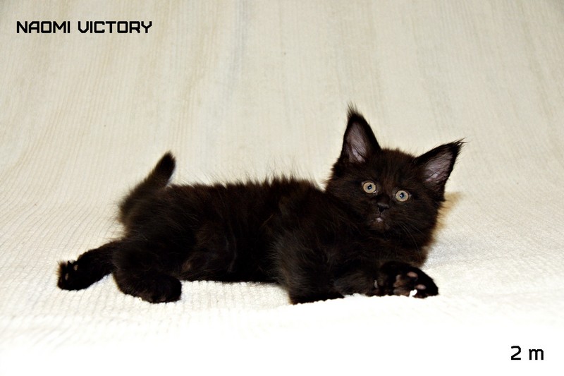 NAOMI VICTORY, 2 месяца