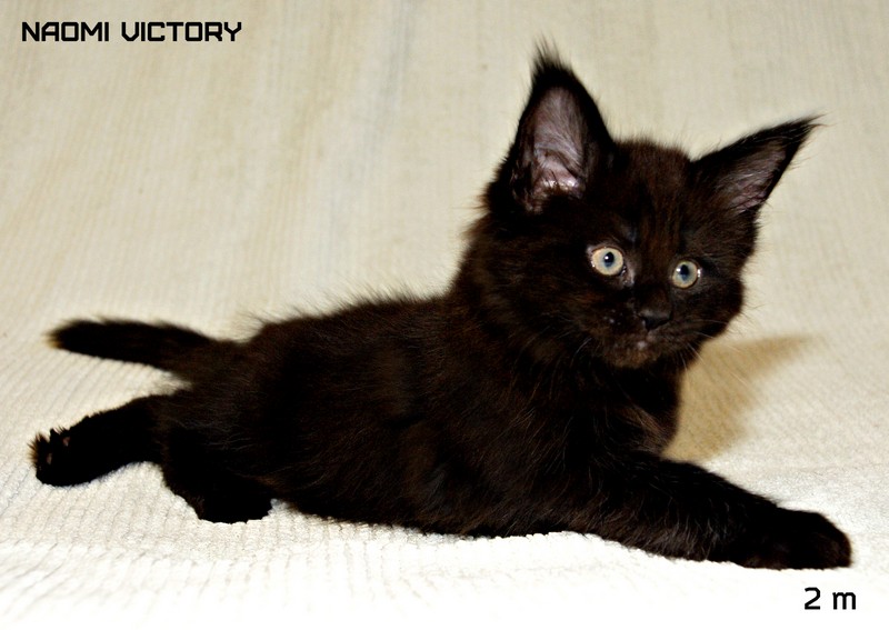 NAOMI VICTORY, 2 месяца