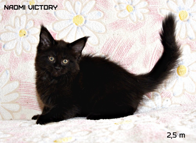 NAOMI VICTORY, 2,5 месяца