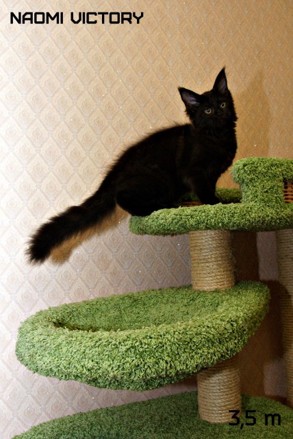 NAOMI VICTORY, 3,5 месяца