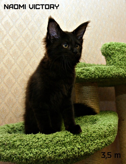 NAOMI VICTORY, 3,5 месяца