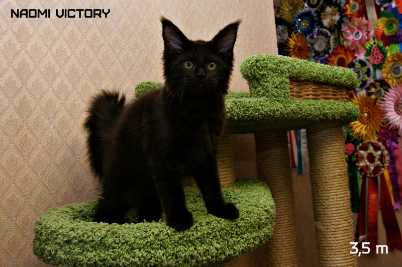 NAOMI VICTORY, 3,5 месяца