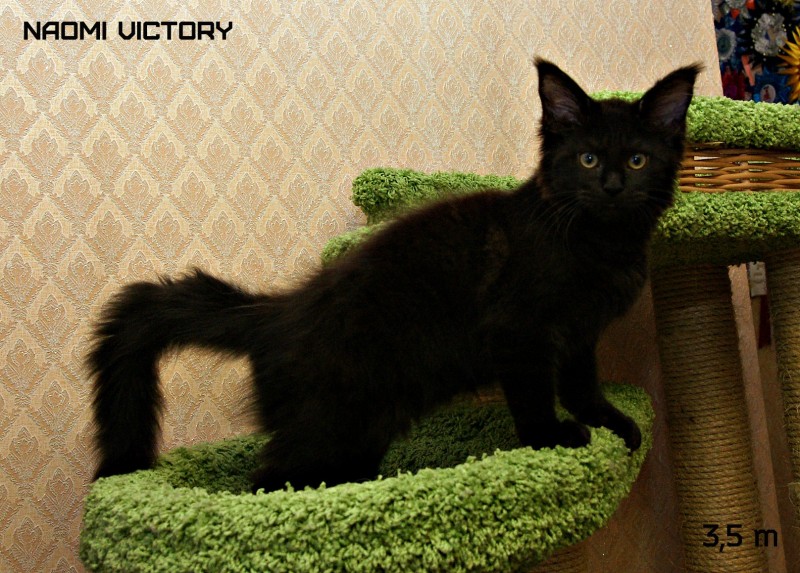 NAOMI VICTORY, 3,5 месяца