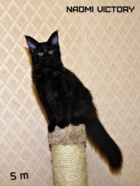 NAOMI VICTORY, 5 месяцев