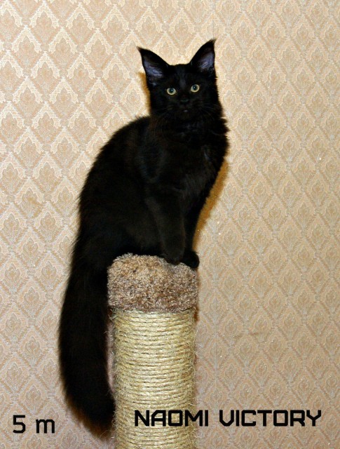 NAOMI VICTORY, 5 месяцев