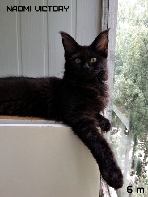 NAOMI VICTORY, 6 месяцев