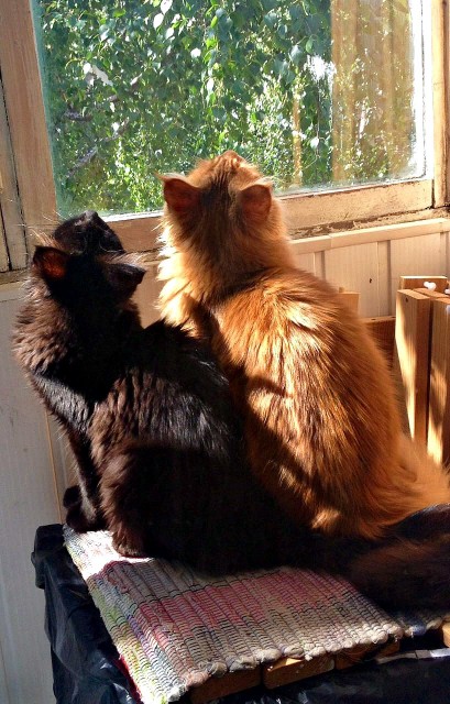 NAOMI VICTORY, 6 месяцев