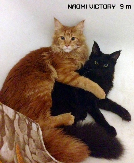 Саймон и NAOMI VICTORY, 9 месяцев