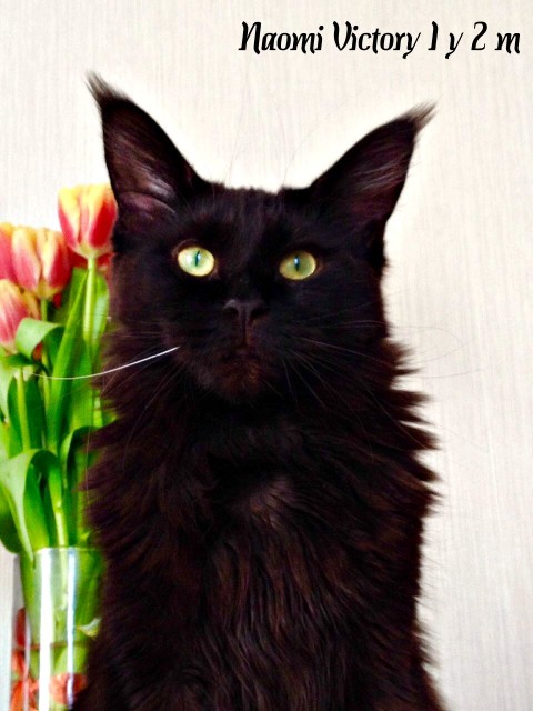 NAOMI VICTORY, 1 год 2 месяца