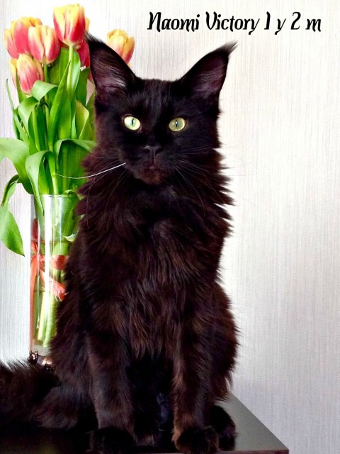 NAOMI VICTORY, 1 год 2 месяца