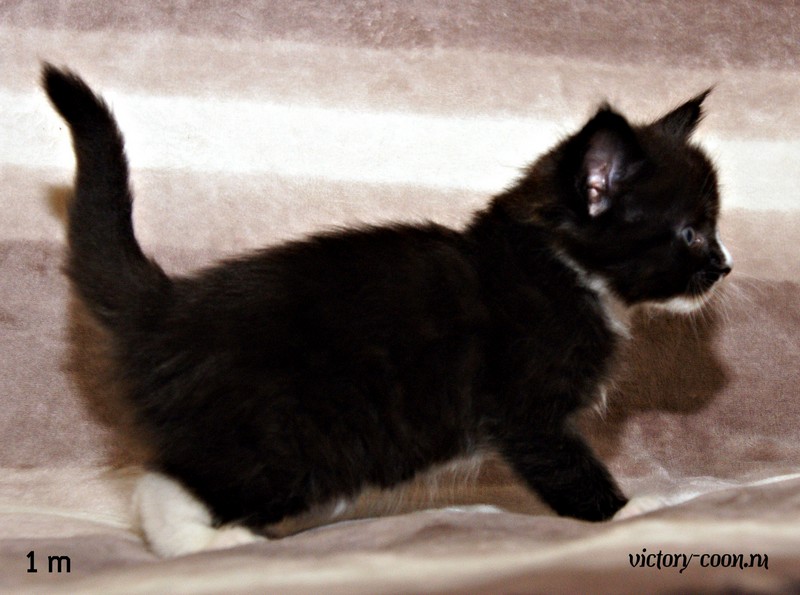 мальчик, 1 месяц, VICTORY