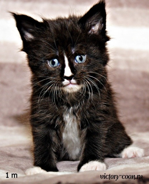 мальчик, 1 месяц, VICTORY