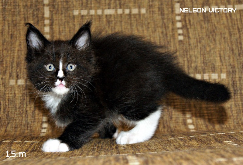 NELSON VICTORY, 1,5 месяца