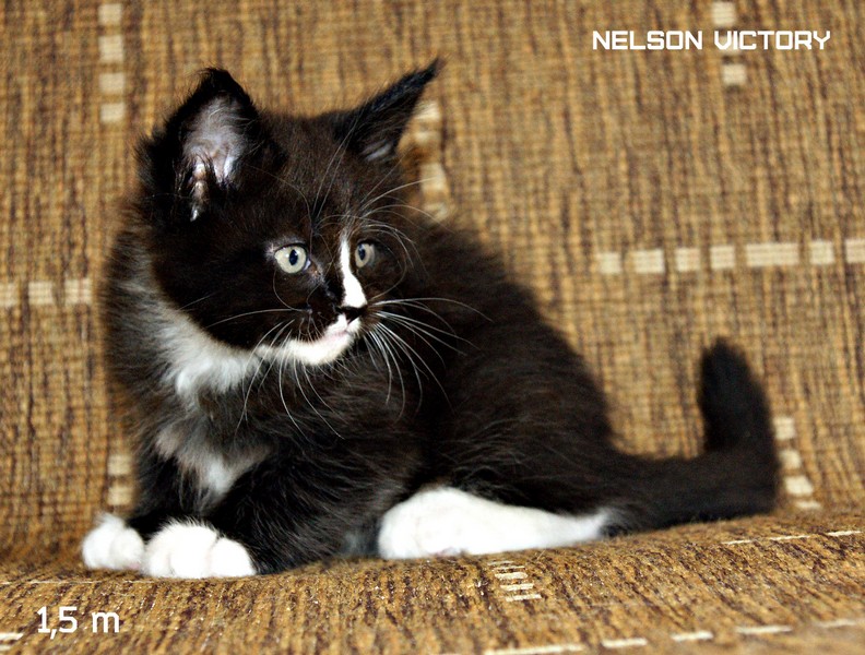 NELSON VICTORY, 1,5 месяца