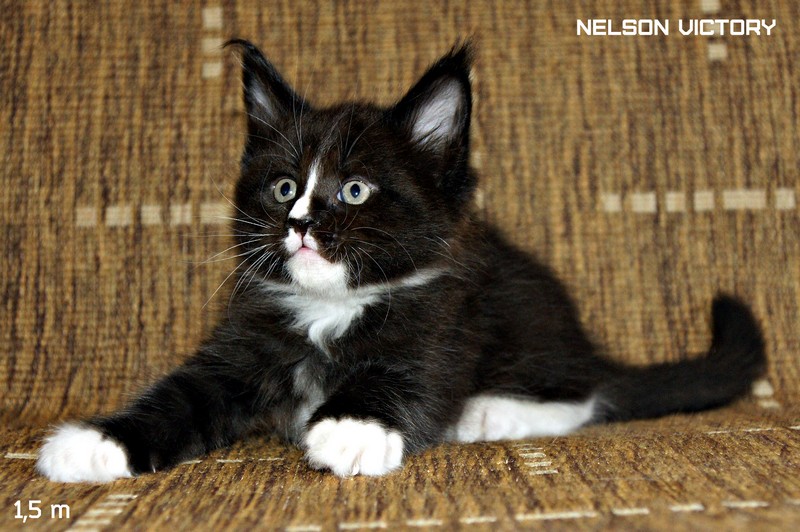 NELSON VICTORY, 1,5 месяца