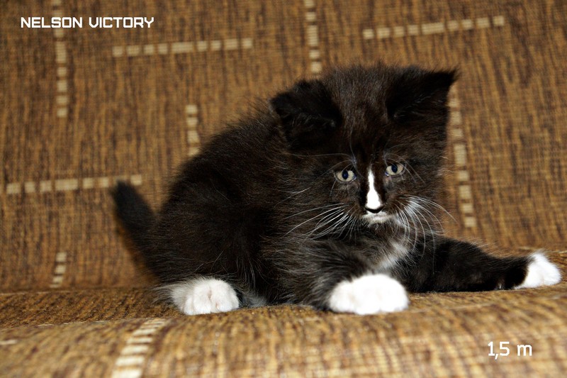 NELSON VICTORY, 1,5 месяца